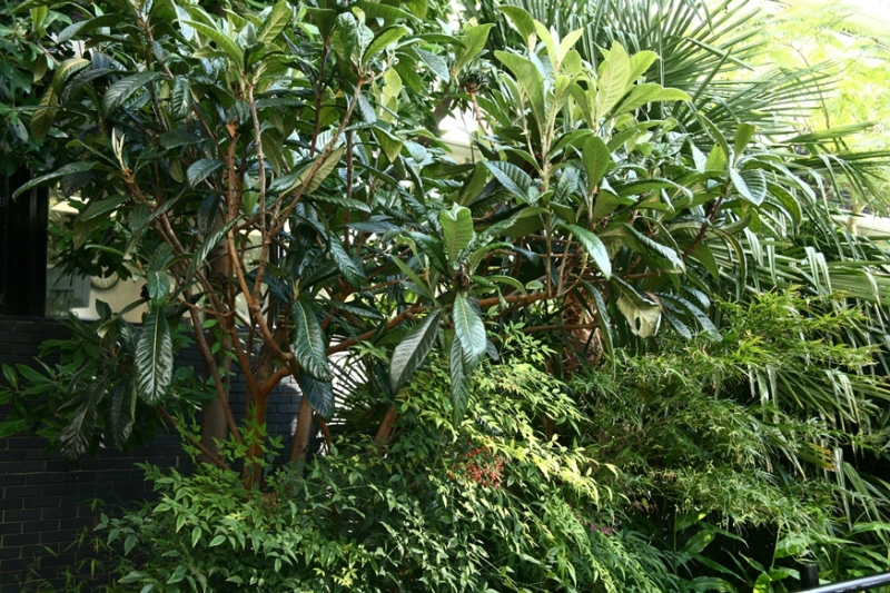 Garden of Medicinal Plants, Royal College of Physicians